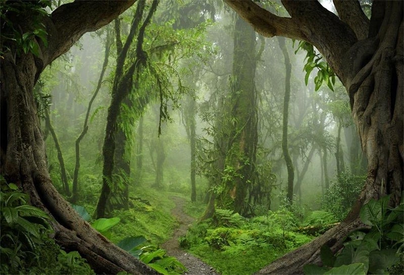 AOFOTO 5x3ft Forest Backdrop Tropical Jungle Rainforest Backdrops for Photography Fairytale Misty Deep Green Trees Pathway Background Suburbs Picnic Camping Boy Scouts Adventure Photo Studio Props - Image 1